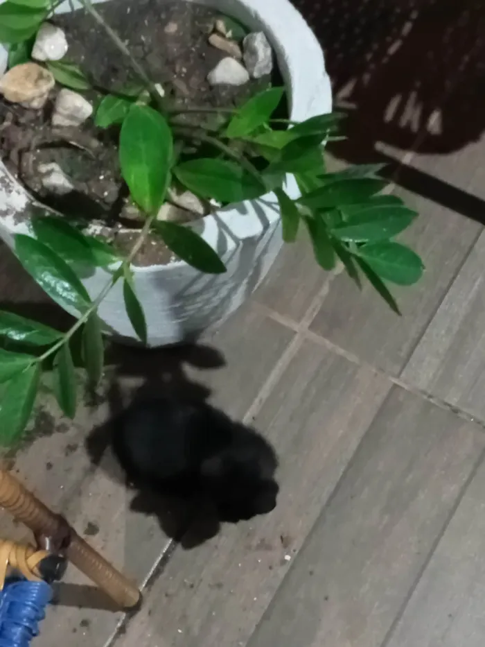 Gato ra a SRD-ViraLata idade 2 a 6 meses nome Sem nome