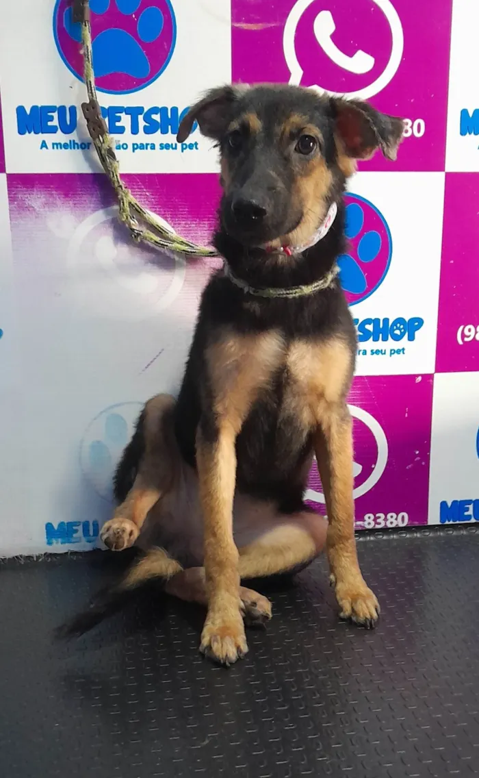 Cachorro ra a SRD-ViraLata idade 1 ano nome Vithy 