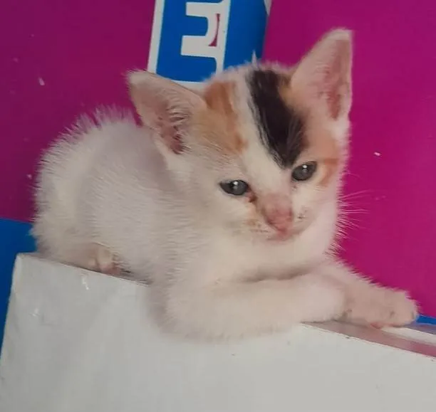 Gato ra a SRD-ViraLata idade Abaixo de 2 meses nome Filhote tricolor