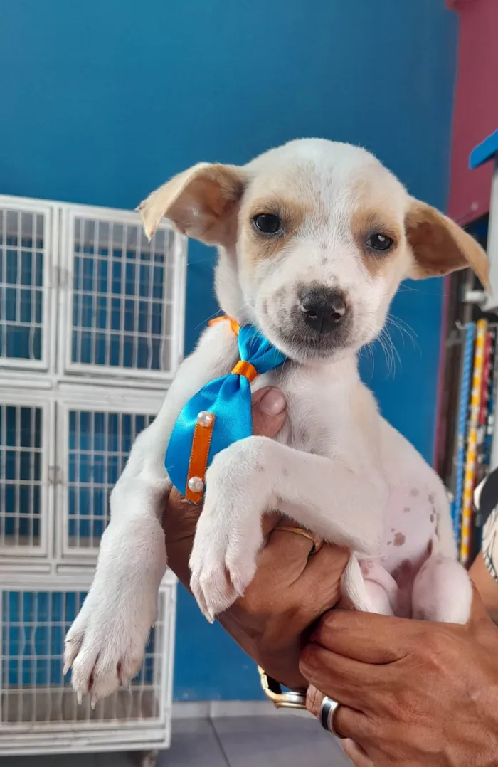 Cachorro ra a SRD-ViraLata idade 2 a 6 meses nome Sem nome