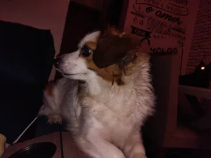 Cachorro raça SRD-ViraLata idade 4 anos nome Lupy