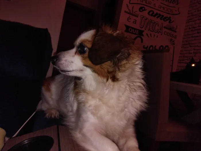 Cachorro ra a SRD-ViraLata idade 4 anos nome Lupy