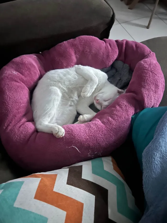 Gato ra a SRD-ViraLata idade 7 a 11 meses nome Miguel 