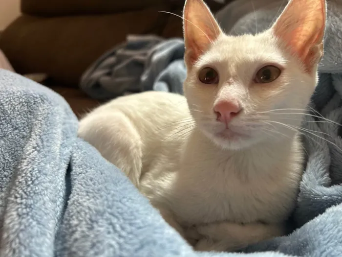 Gato ra a SRD-ViraLata idade 7 a 11 meses nome Miguel 