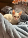 Miguel