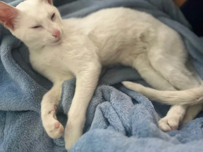 Gato ra a SRD-ViraLata idade 7 a 11 meses nome Miguel 