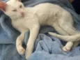 Miguel