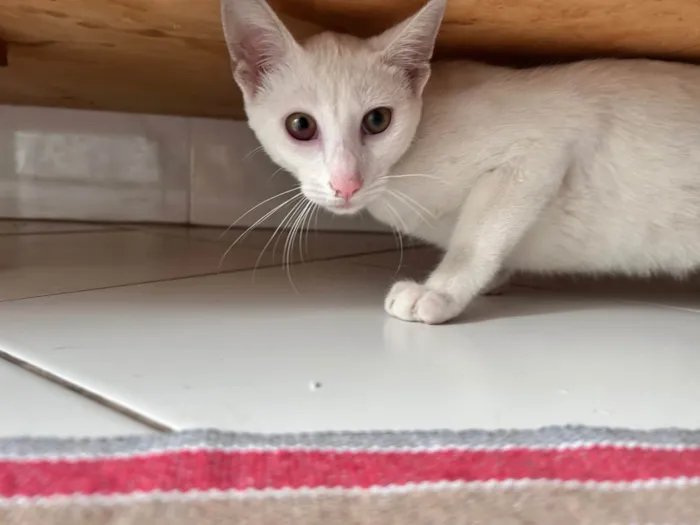 Gato ra a SRD-ViraLata idade 7 a 11 meses nome Miguel 