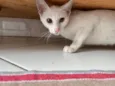 Miguel