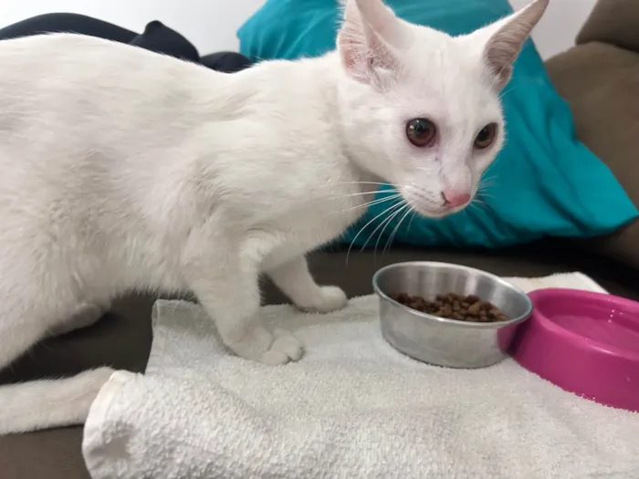 Gato ra a SRD-ViraLata idade 7 a 11 meses nome Miguel 