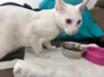 Miguel