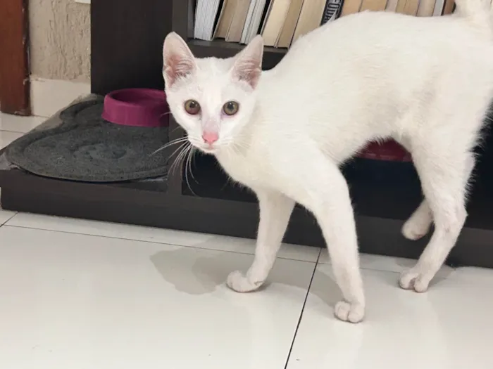 Gato ra a SRD-ViraLata idade 7 a 11 meses nome Miguel 