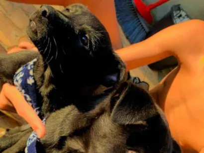 Cachorro raça SRD-ViraLata idade 2 a 6 meses nome Mel