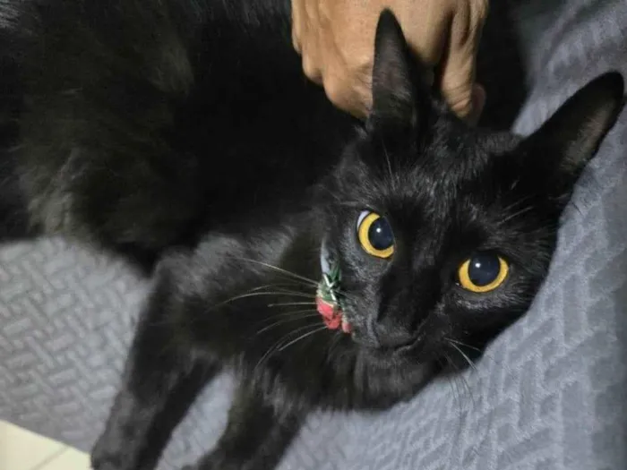 Gato ra a SRD-ViraLata idade 1 ano nome Pipoca 