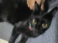 Pipoca
