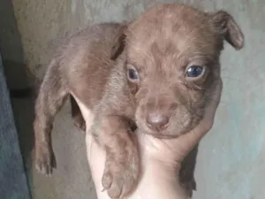Cachorro raça SRD-ViraLata idade Abaixo de 2 meses nome Melissa