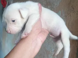 Cachorro raça SRD-ViraLata idade Abaixo de 2 meses nome Neve
