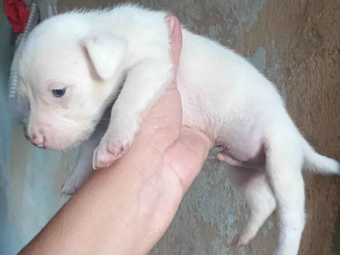 Cachorro ra a SRD-ViraLata idade Abaixo de 2 meses nome Neve
