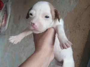 Cachorro raça SRD-ViraLata idade Abaixo de 2 meses nome Nina