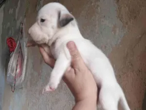 Cachorro raça SRD-ViraLata idade Abaixo de 2 meses nome Rodolfo
