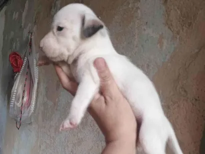 Cachorro raça SRD-ViraLata idade Abaixo de 2 meses nome Rodolfo