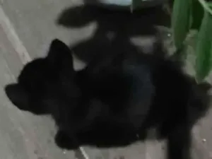 Gato raça SRD-ViraLata idade 2 a 6 meses nome Sem nome