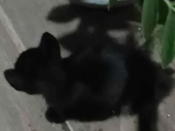 Gato ra a SRD-ViraLata idade 2 a 6 meses nome Sem nome