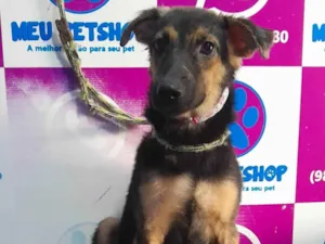 Cachorro raça SRD-ViraLata idade 1 ano nome Vithy 