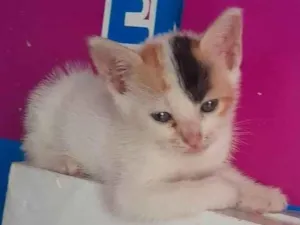 Gato raça SRD-ViraLata idade Abaixo de 2 meses nome Filhote tricolor
