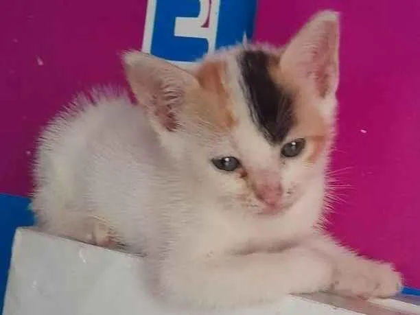 Gato ra a SRD-ViraLata idade Abaixo de 2 meses nome Filhote tricolor