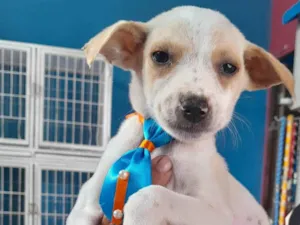 Cachorro raça SRD-ViraLata idade 2 a 6 meses nome Sem nome
