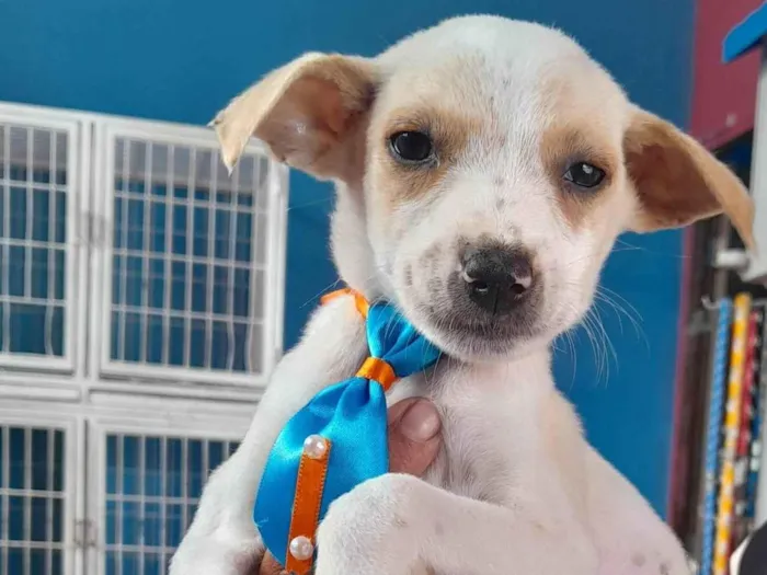 Cachorro ra a SRD-ViraLata idade 2 a 6 meses nome Sem nome