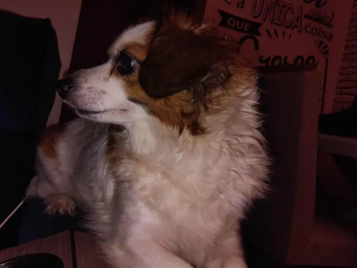 Cachorro ra a SRD-ViraLata idade 4 anos nome Lupy