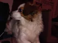 Lupy