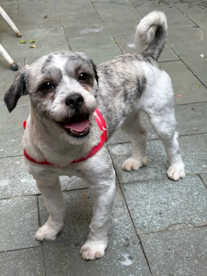 Cachorro ra a Lhasa Apso idade 1 ano nome Não sei