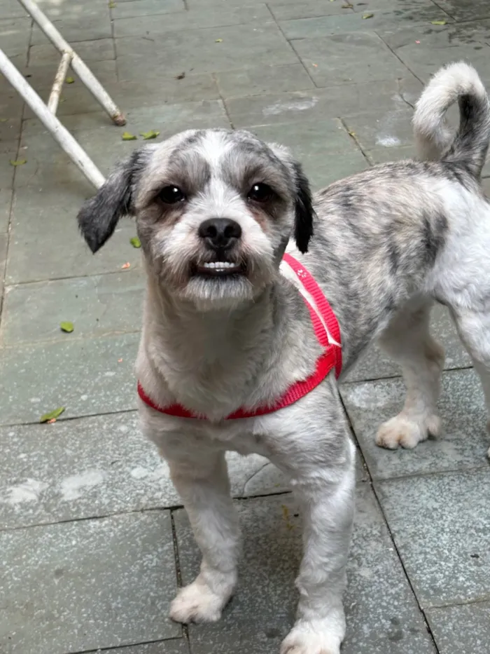 Cachorro ra a Lhasa Apso idade 1 ano nome Não sei