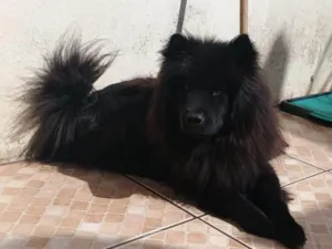 Cachorro raça Chow Chow idade 2 anos nome Zoey