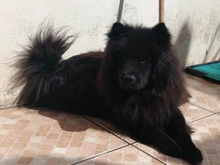 Cachorro ra a Chow Chow idade 2 anos nome Zoey