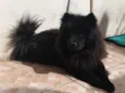 Zoey