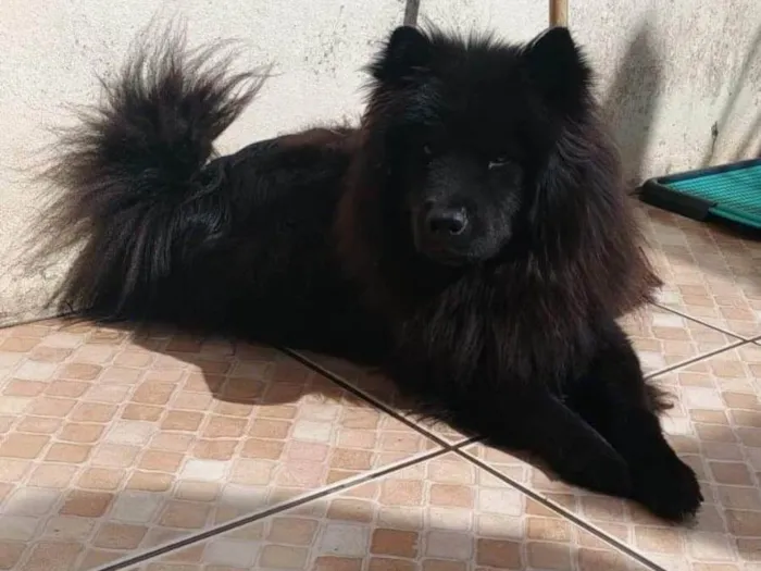 Cachorro ra a Chow Chow idade 2 anos nome Zoey