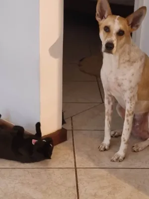 Cachorro raça SRD-ViraLata idade 3 anos nome Dudu