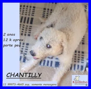 Cachorro raça SRD-ViraLata idade 2 anos nome Chantilly