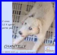 Chantilly