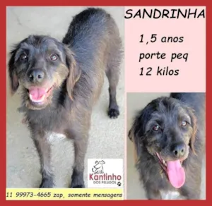 Cachorro raça SRD-ViraLata idade 1 ano nome Sandrinha