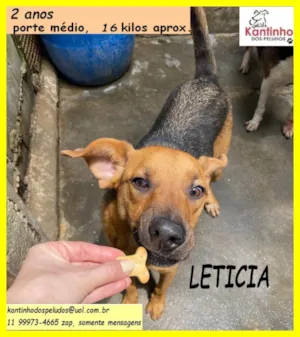 Cachorro raça SRD-ViraLata idade 2 anos nome Letícia 