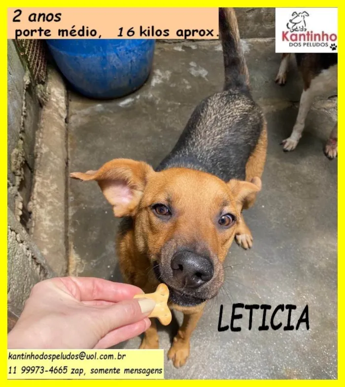 Cachorro ra a SRD-ViraLata idade 2 anos nome Letícia 