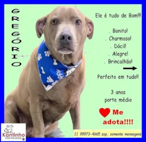 Cachorro raça SRD-ViraLata idade 3 anos nome Gregório