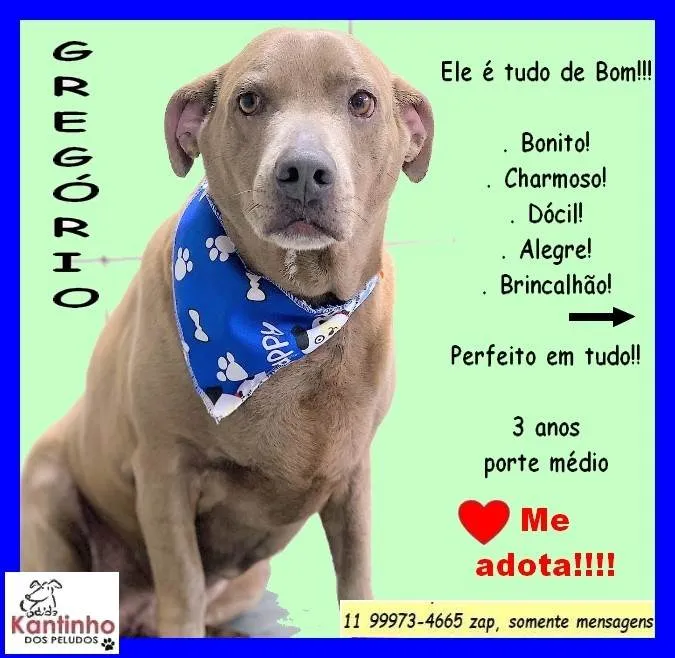 Cachorro ra a SRD-ViraLata idade 3 anos nome Gregório