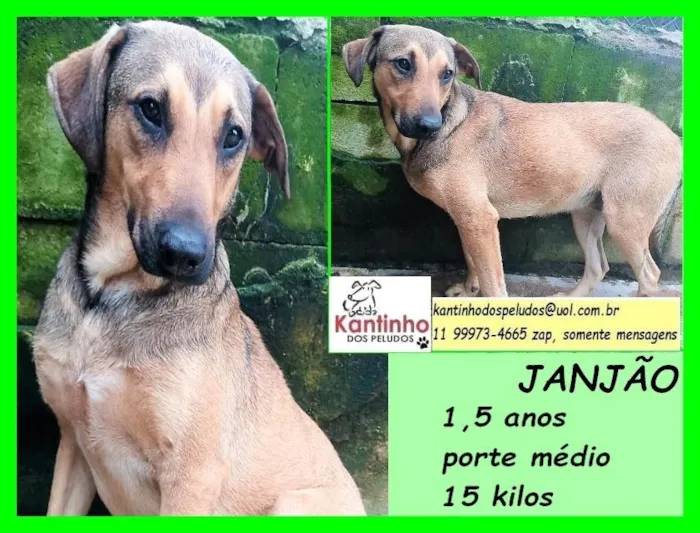 Cachorro ra a SRD-ViraLata idade 1 ano nome Tobias