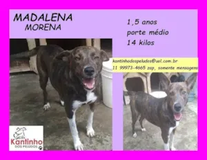 Cachorro raça SRD-ViraLata idade 1 ano nome Madalena morena